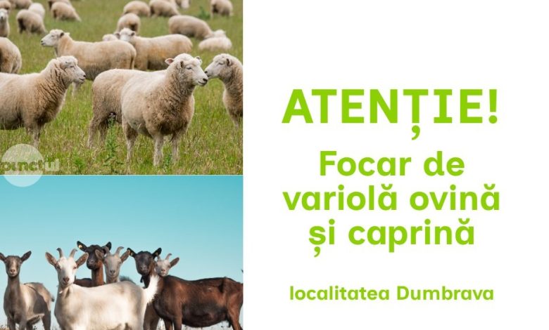 focar-de-variola-ovina-si-caprina-confirmat-la-dumbrava.-miscarea-animalelor,-interzisa-in-zeci-de-localitati-din-mures-si-bistrita-nasaud