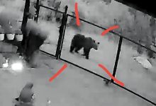 alerta-in-reghin:-prezenta-unui-urs-semnalata-pe-strada-dedradului!