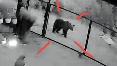 alerta-in-reghin:-prezenta-unui-urs-semnalata-pe-strada-dedradului!