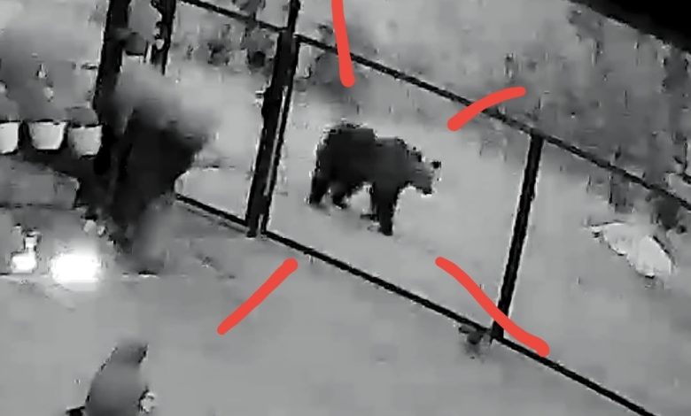 alerta-in-reghin:-prezenta-unui-urs-semnalata-pe-strada-dedradului!