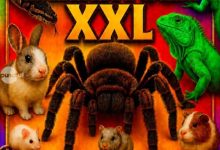 paianjeni,-serpi,-cameleon-si-iguana,-in-acest-weekend-la-targu-mures-la-expo-tarantula-xxl