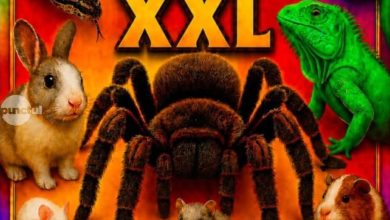 paianjeni,-serpi,-cameleon-si-iguana,-in-acest-weekend-la-targu-mures-la-expo-tarantula-xxl