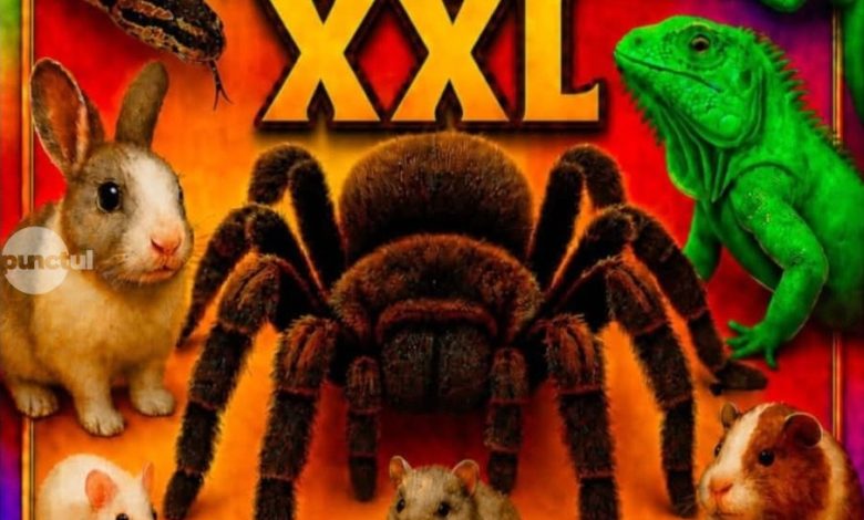 paianjeni,-serpi,-cameleon-si-iguana,-in-acest-weekend-la-targu-mures-la-expo-tarantula-xxl