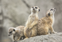 zoo-brasov-sarbatoreste-ziua-speciilor-pe-cale-de-disparitie
