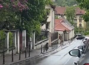 un-pui-de-urs-a-aparut-miercuri,-putin-inainte-de-pranz,-pe-strada-baiulescu,-din-municipiul-brasov