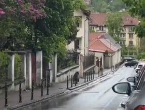 un-pui-de-urs-a-aparut-miercuri,-putin-inainte-de-pranz,-pe-strada-baiulescu,-din-municipiul-brasov