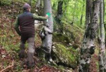 primaria-rasnov-extinde-reteaua-de-garduri-electrice-de-protectie-impotriva-ursilor