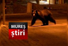 alerta-extrema:-urs-semnalat-pe-strazile-din-reghin!-ro-alert-emis-pentru-locuitori