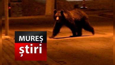 alerta-extrema:-urs-semnalat-pe-strazile-din-reghin!-ro-alert-emis-pentru-locuitori