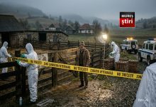 alerta-epidemiologica:-variola-ovina-face-prapad-in-mures!-sute-de-animale-sacrificate-pentru-a-opri-dezastrul