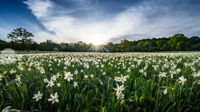 primavara-isi-dezvaluie-farmecul-in-covasna:-campuri-de-narcise-salbatice-si-peisaje-spectaculoase-ii-asteapta-pe-turisti