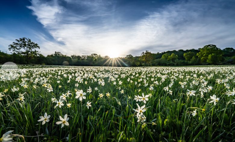 primavara-isi-dezvaluie-farmecul-in-covasna:-campuri-de-narcise-salbatice-si-peisaje-spectaculoase-ii-asteapta-pe-turisti