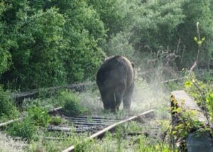 crestere-semnificativa-a-apelurilor-pentru-semnalarea-ursilor-in-preajma-localitatilor-harghitene