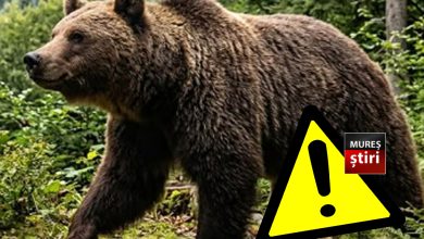 alerta-maxima-in-reghin:-ursii-au-ajuns-sa-patruleze-pe-strazi-in-plina-zi.-localnicii-sunt-disperati-si-cer-proteste:-„nu-mai-suntem-in-siguranta-nicaieri!”