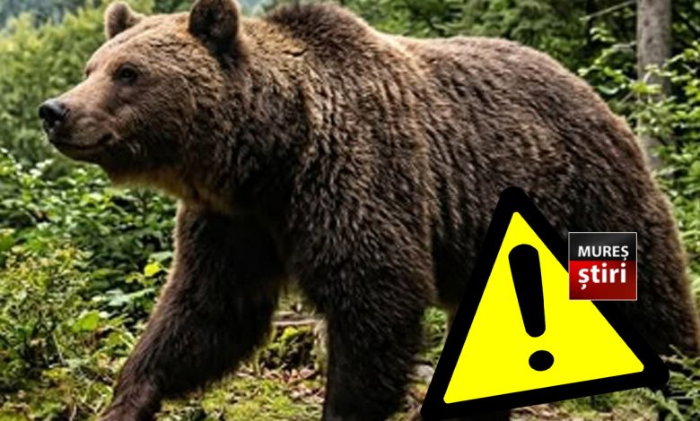 alerta-maxima-in-reghin:-ursii-au-ajuns-sa-patruleze-pe-strazi-in-plina-zi.-localnicii-sunt-disperati-si-cer-proteste:-„nu-mai-suntem-in-siguranta-nicaieri!”