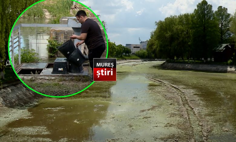 salvari-contra-cronometru-in-mures!-sute-de-kilograme-de-peste,-mutate-din-bazinul-de-canotaj-pentru-a-fi-salvate-de-la-pieire!
