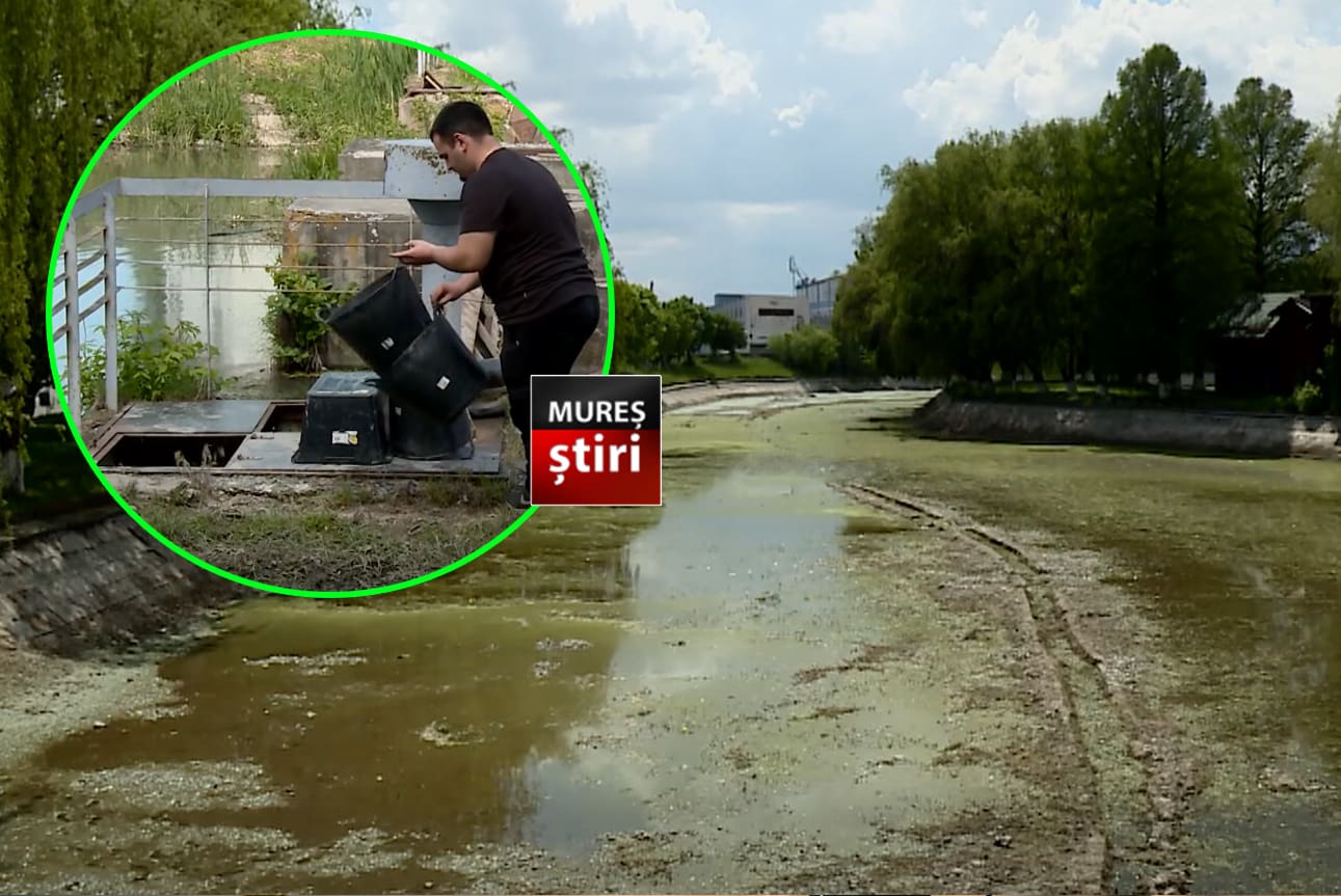 salvari-contra-cronometru-in-mures!-sute-de-kilograme-de-peste,-mutate-din-bazinul-de-canotaj-pentru-a-fi-salvate-de-la-pieire!