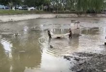 actiune-de-salvare-si-relocare-a-pestilor-din-bazinul-de-canotaj-al-complexului-„weekend”-din-targu-mures