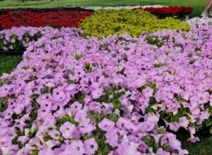 „magia-primaverii”-transforma-cetatea-medievala-intr-un-festival-al-florilor