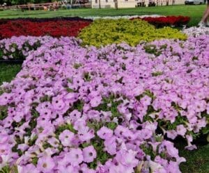 „magia-primaverii”-transforma-cetatea-medievala-intr-un-festival-al-florilor