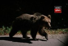 video.-avertizare-dupa-aparitia-ursilor-in-apropierea-zonelor-locuite-si-pe-sosele!