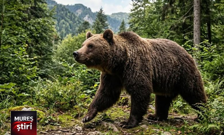 teroare:-„razboi”-impotriva-ursilor-dupa-un-nou-atac-violent-si-o-tragedie-recenta,-in-bistrita-nasaud!-presedintele-nicusor-se-opune-impuscarii