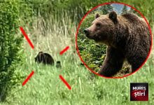 alerta:-prezenta-urs-cu-pui-in-zona-localitatii-fantanele,-mures!-video