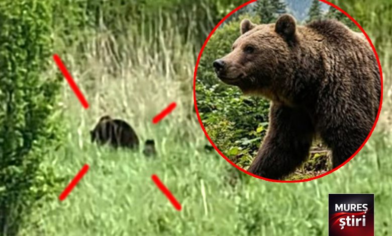 alerta:-prezenta-urs-cu-pui-in-zona-localitatii-fantanele,-mures!-video