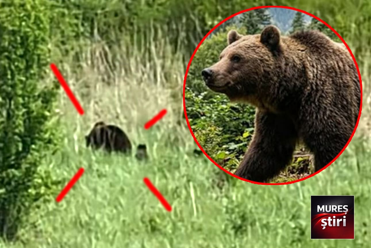 alerta:-prezenta-urs-cu-pui-in-zona-localitatii-fantanele,-mures!-video