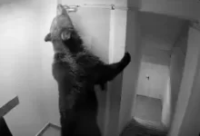 un-urs-a-intrat-intr-un-hotel-din-poiana-brasov