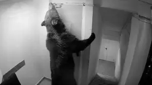un-urs-a-intrat-intr-un-hotel-din-poiana-brasov