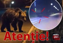 alerta-urs:-pericol-de-accident-pe-calea-sighisoarei-din-targu-mures!-video