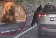 video-|-pretul-inconstientei:-un-turist-a-fost-atacat-de-urs-pe-transfagarasan-dupa-ce-a-ignorat-riscurile!