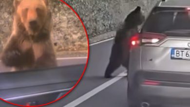 video-|-pretul-inconstientei:-un-turist-a-fost-atacat-de-urs-pe-transfagarasan-dupa-ce-a-ignorat-riscurile!