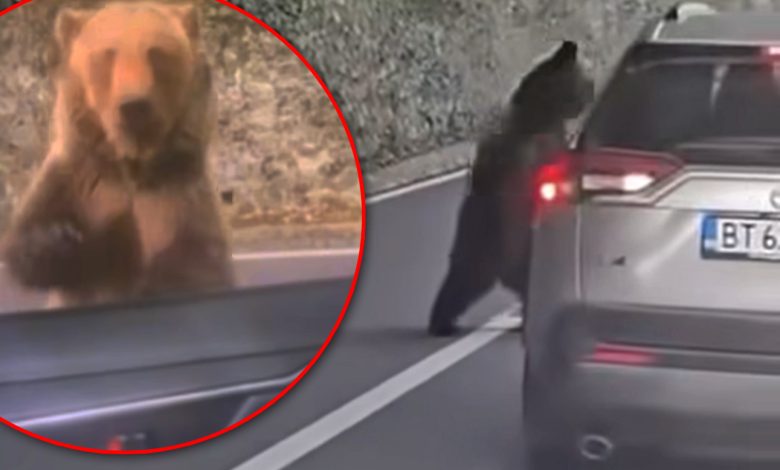 video-|-pretul-inconstientei:-un-turist-a-fost-atacat-de-urs-pe-transfagarasan-dupa-ce-a-ignorat-riscurile!