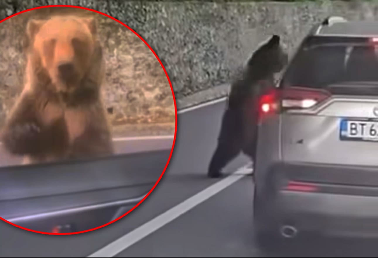 video-|-pretul-inconstientei:-un-turist-a-fost-atacat-de-urs-pe-transfagarasan-dupa-ce-a-ignorat-riscurile!