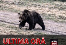 ro-alert-isu-mures:-urs-semnalat-in-targu-mures,-pe-calea-sighisoarei!-evitati-zona!