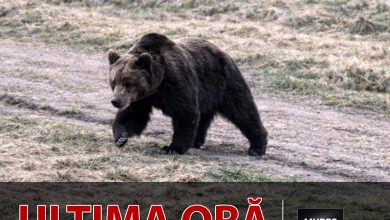 ro-alert-isu-mures:-urs-semnalat-in-targu-mures,-pe-calea-sighisoarei!-evitati-zona!