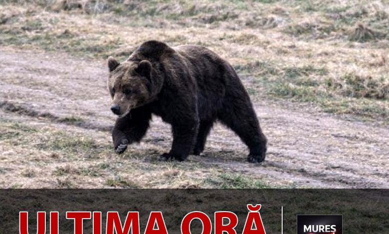 ro-alert-isu-mures:-urs-semnalat-in-targu-mures,-pe-calea-sighisoarei!-evitati-zona!