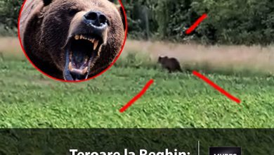 teroare-la-reghin:-locuitorii,-la-capatul-rabdarii,-cer-masuri-urgente-dupa-un-nou-atac-al-ursilor!-video