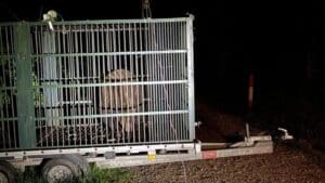 un-alt-urs-a-fost-impuscat-in-noaptea-care-a-trecut,-in-cartierul-racadau,-in-zona-strazii-jepilor-din-brasov