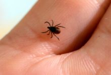 numar-crescut-de-cazuri-de-muscaturi-de-capuse,-la-spitalul-de-boli-infectioase-brasov