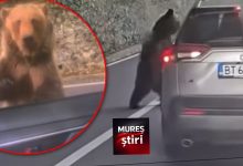 video.-tampenia-se-plateste-scump:-a-hranit-ursul-pe-transfagarasan,-s-a-ales-cu-o-muscatura-si-o-pedeapsa-imensa!