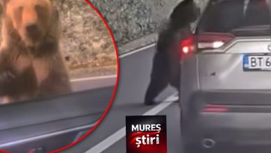 video.-tampenia-se-plateste-scump:-a-hranit-ursul-pe-transfagarasan,-s-a-ales-cu-o-muscatura-si-o-pedeapsa-imensa!
