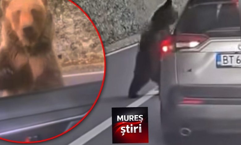 video.-tampenia-se-plateste-scump:-a-hranit-ursul-pe-transfagarasan,-s-a-ales-cu-o-muscatura-si-o-pedeapsa-imensa!