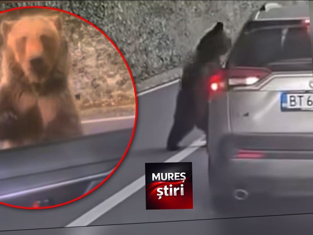 video.-tampenia-se-plateste-scump:-a-hranit-ursul-pe-transfagarasan,-s-a-ales-cu-o-muscatura-si-o-pedeapsa-imensa!