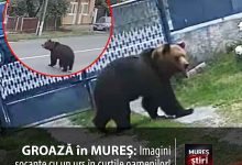fara-aparare:-imagini-socante-cu-un-urs-in-curtile-oamenilor-din-berghia!-localnicii-traiesc-sub-teroarea-unui-atac-iminent.-video