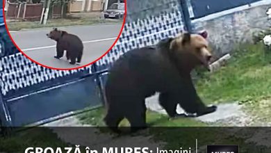 fara-aparare:-imagini-socante-cu-un-urs-in-curtile-oamenilor-din-berghia!-localnicii-traiesc-sub-teroarea-unui-atac-iminent.-video