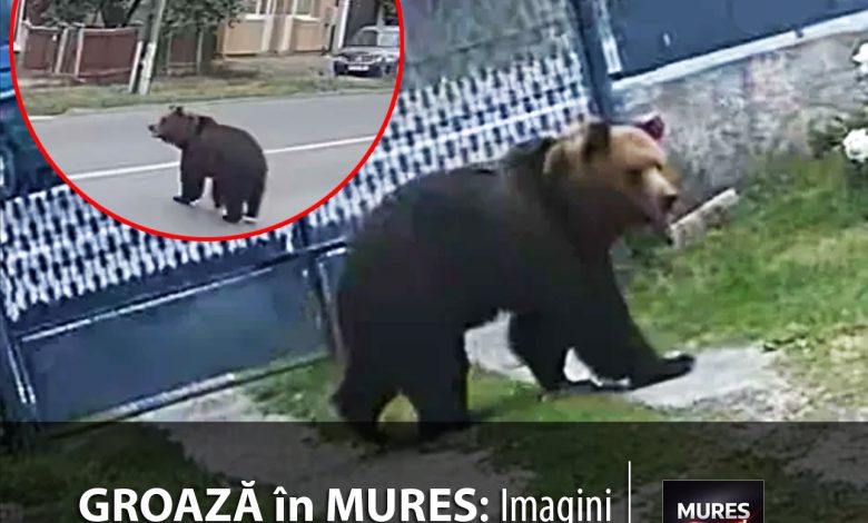 fara-aparare:-imagini-socante-cu-un-urs-in-curtile-oamenilor-din-berghia!-localnicii-traiesc-sub-teroarea-unui-atac-iminent.-video