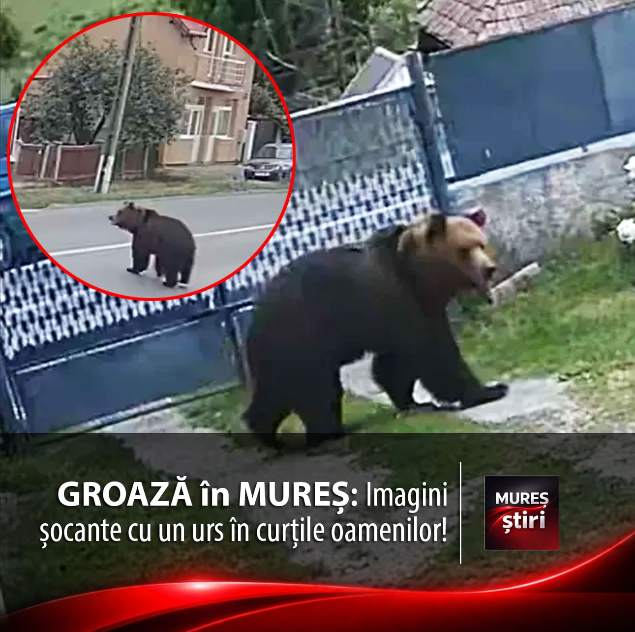 fara-aparare:-imagini-socante-cu-un-urs-in-curtile-oamenilor-din-berghia!-localnicii-traiesc-sub-teroarea-unui-atac-iminent.-video